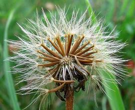   Infructescence:   Scorzoneroides autumnalis ; Photo by M. Kesl., eol.org
